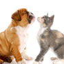 Keywords Adoption Services on Towne Country Animal Clinic