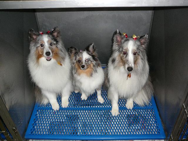 shelties