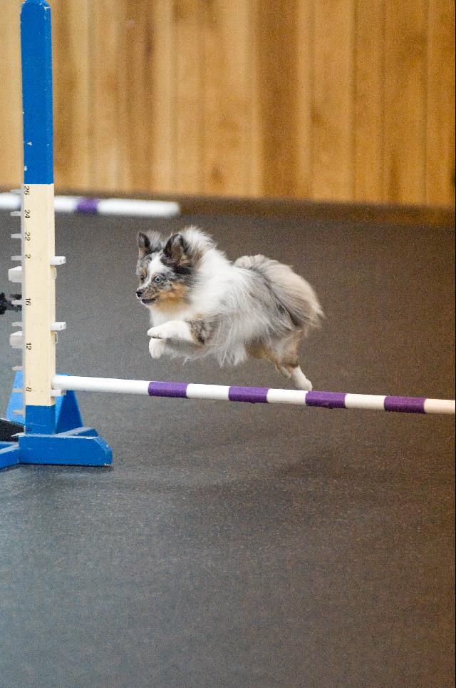 MARLEE(AGILITY)